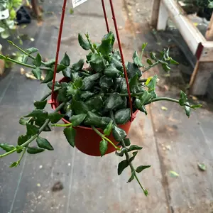Ceropegia Parachute Plant plant 6 in pot