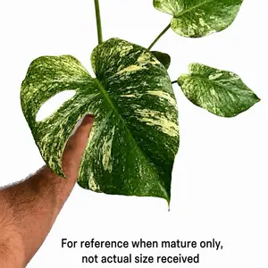 Monstera White Monster Variegated – Rare Tissue Culture Starter Plantlet | Albo Monstera White Form | TC Plant Baby from Lab