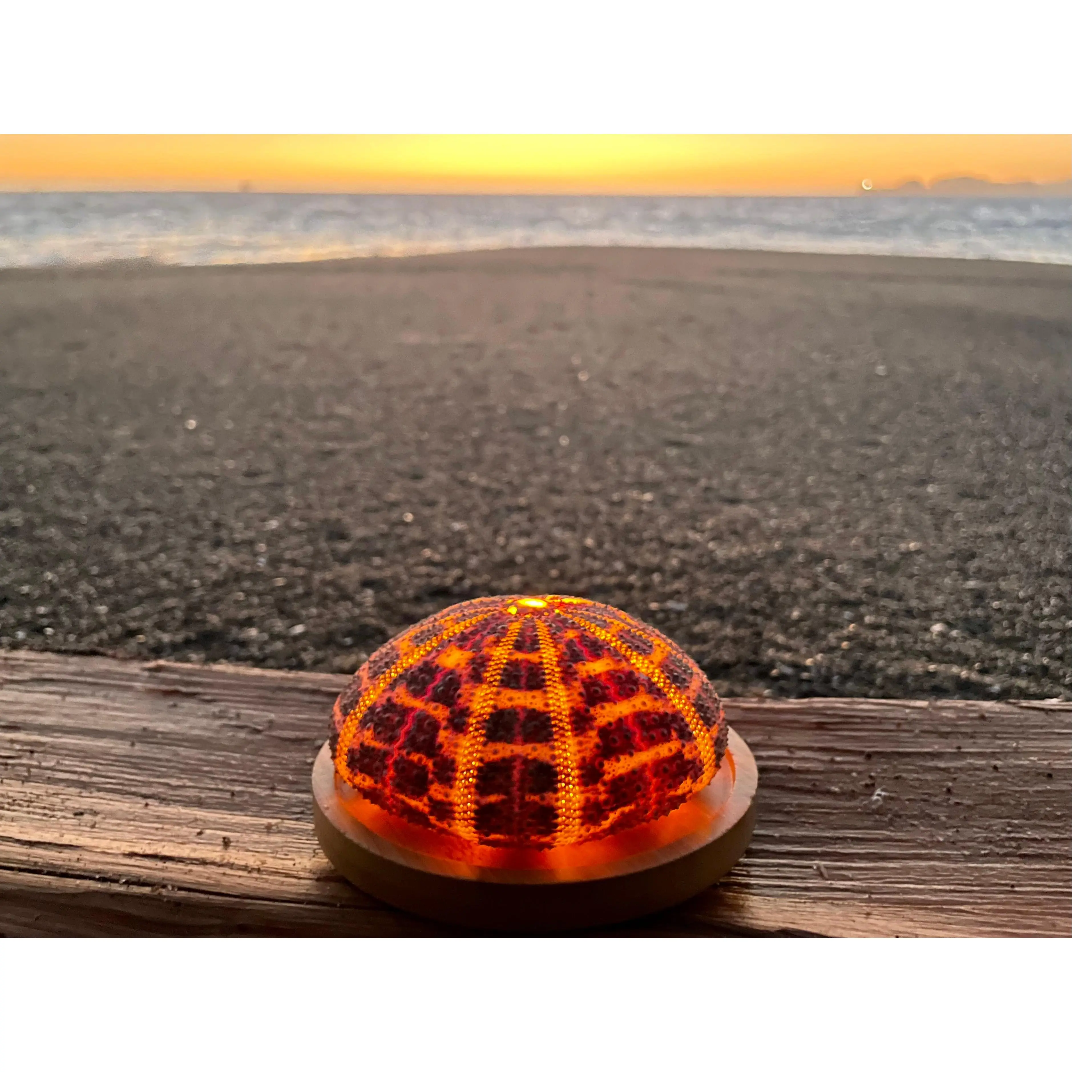 Glowshella Sea Urchin Lamp