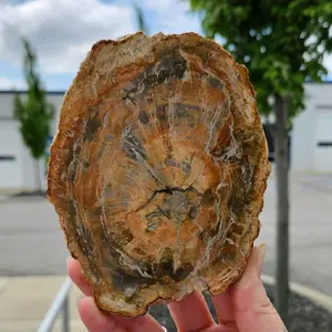 Petrified Wood Slab - Petrified wood