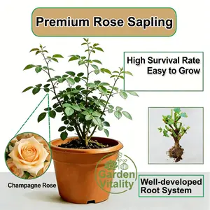 Champagne orange rose bare root seedlings, 3-year-old rose rootstocks, with developed root systems, suitable for home garden garden planting