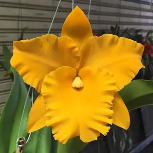 Rth Golden Diamond Live Orchid Plant