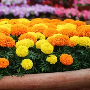 Marigold Cracker Jack Seeds for Planting - 1,00+ Seeds - Outdoor Pollinators Garden Floral