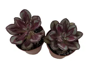 Benitsukasa Desert Rose Succulent - Echeveria - 2 Plants in 2" Pots