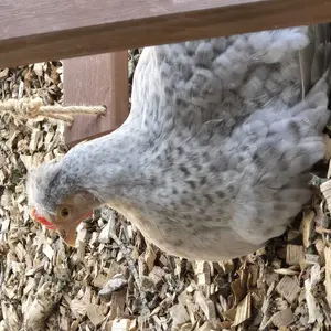 [5-year warranty] PETSFIT Roosting Bars for Coop Accessories, Chicken Perches with Swing are Perfect for 8-10 Chickens, Wooden Chicken Ladder for Pet's Healthy & Happy, Easy to Assemble&Clean