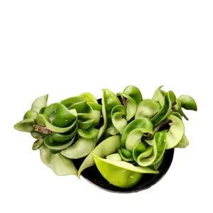 Budget-Friendly 4' Hindu Rope Hoya - Low-Maintenance & Eye-Catching Indoor Plant