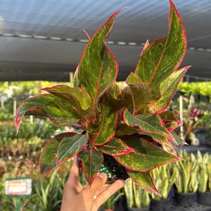 Aglaonema Siam Aurora red  6" pot - Live Tropical House Plant for Indoor Home Decoration, Decorative Features, Water and Humidity Requirements - Fruit