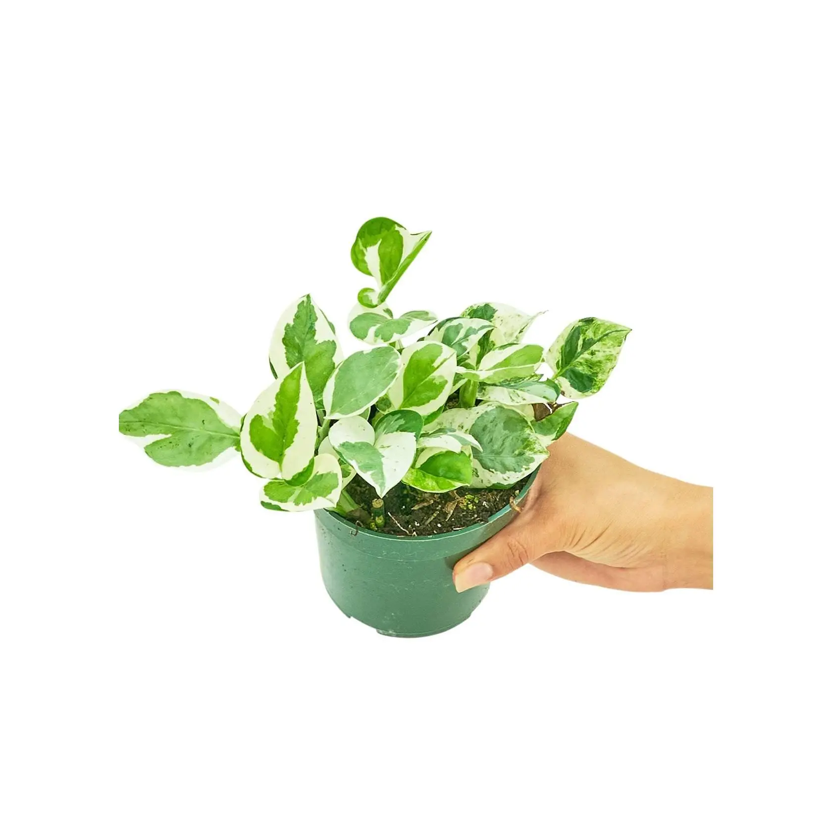 Pothos 'Pearls and Jade'