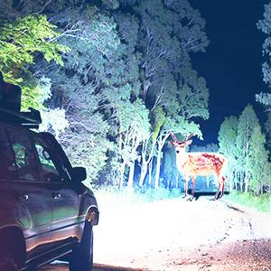 Nilight Headlight Assembly for 2003 2004 2005 2006 Chevy Silverado Avalanche 1500 1500HD 2500 2500HD 3500 Chevrolet Pickup Replacement Headlamp Housing Bumper Lamp Set