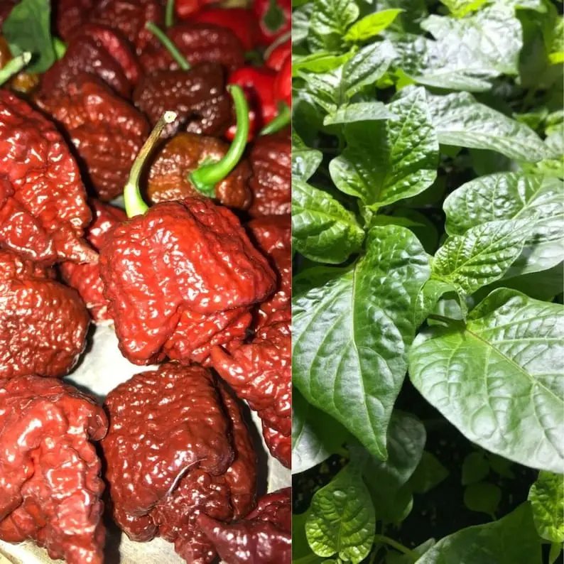 Lot Of 3 Chocolate Drragons Breath 75 Day+ Old Super Hot Pepper Live Plants ship Bare Roots