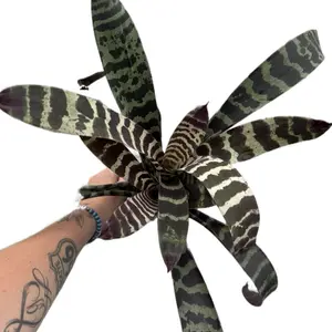 4.5” Zebra Bromeliad | Aechmea chantinii | Post-bloom