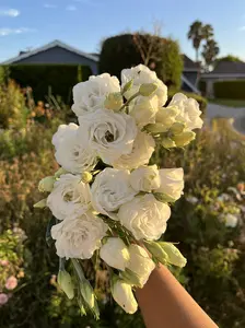 Lisianthus Plugs Starter Seedling Cut Flower Plants Elegant Rose-Like Flowers Mixed Variety Live Plant