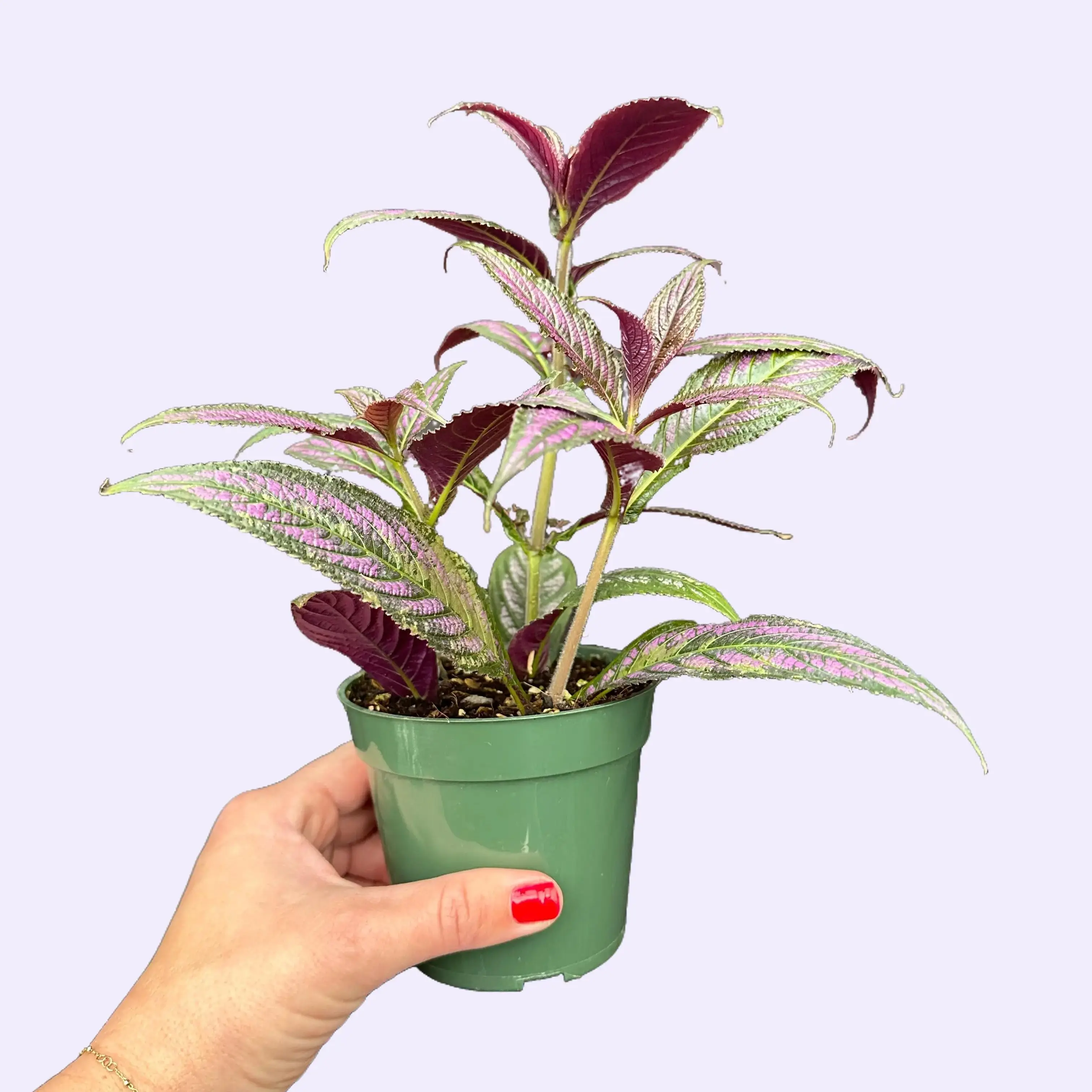 pearl and jade pothos Medium Pothos Pearl and Jade – Dahing Plants