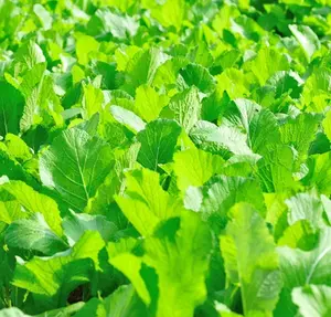 1200++ Broadleaf Mustard Green Seeds for Planting, Vegetable Gardening Seeds for Home Garden