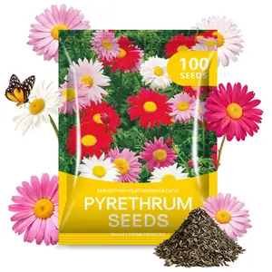 Pyrethrum Flower Seeds – User-Friendly Seeds for Home Garden Planting 100