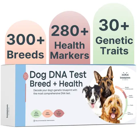 Basepaws Dog DNA Test Kit – 300+ Breeds, 280+ Genetic Health Risks, and 30+ Traits - 1 Pack - Comprehensive Dog DNA test for Ancestry & Health Care, Health Screening, Breed Analysis