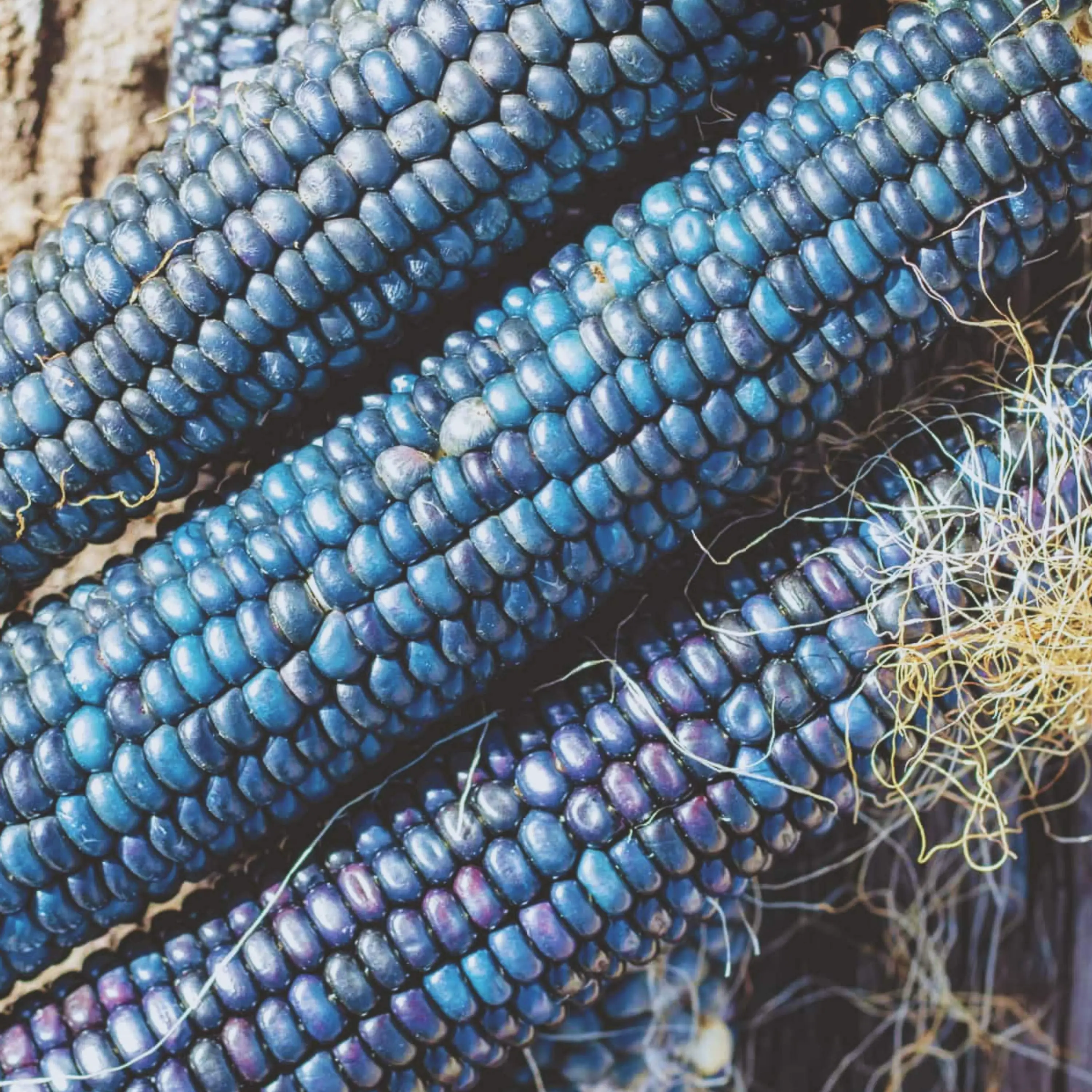 Hopi Blue Corn Seeds