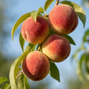 Peach Seeds , Fruit Tree Seeds for Planting, Suitable for Pots, Indoor and Outdoor Garden Growing, Easy to Grow