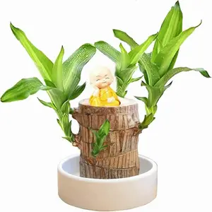 Brazilian Wood Plant,Fortune Brazil Wood Potted Plant,Mini Brazil for Desktop Decoration, Lucky Bamboo Plants Indoor Office Desktop Planter (with Instruction Manual