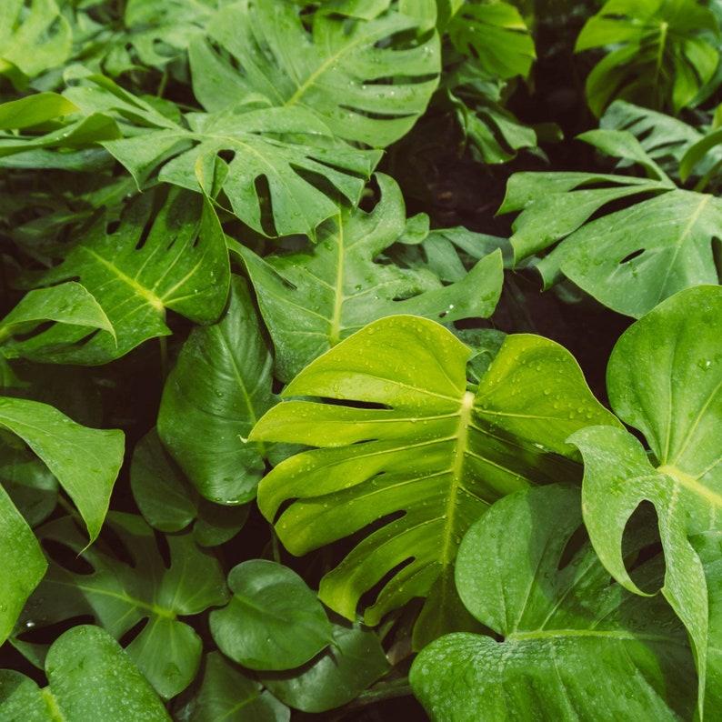 Monstera Deliciosa Cutting Tropical Split Leaf Plant | Indoor & Outdoor Live Houseplant | Rooted Easy Care Starter Plant