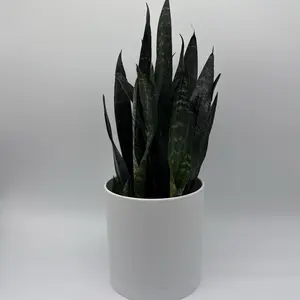 Sanseviera zeylanica Dragon's tooth 6" pot Beginner Friendly House Plant Snake Zeylanica Air Purifier Plant Low Maintenance Striking Green Yellow Variegation