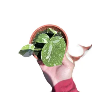 4” Thai Constellation Monstera SMALL Indoor Home Sculpture