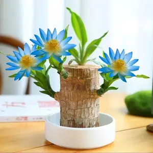 Mini Lucky Brazilian Wood Plant – Compact Indoor Plant for Positive Energy, Feng Shui, and Modern Home Decoration