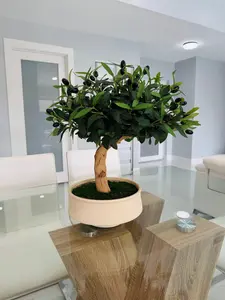 Bonsai Olive Tree Realistic Bonsai in Real Wood 18" Long x 20" High x 15" Wide Zen Decorative Accent for Living Rooms Offices or Studies