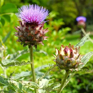 TomorrowSeeds - Cardoon Seeds -  Artichoke Thistle Cardone Cardoni Cardi Italian French Perennial Globe Garden Vegetable Seed For 2024 Season