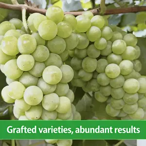 Niagara Grape Vine Starter Plant – Sweet White Table Grapes for Home Garden, Easy Grow Outdoor Fruit Vine for Patio, Arbor & Backyard Landscaping