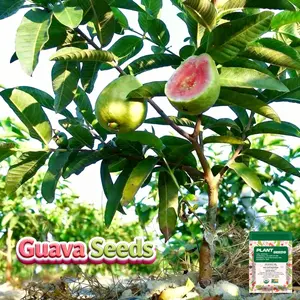 Guava Seeds, Suitable For Potted Plants, Greenhouses And Outdoor Gardens, Heirloom Seeds Easy-To-Cultivate Fruit Seeds