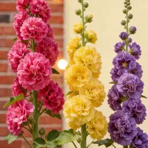 200pcs Double Hollyhock Seeds 'Radiant Rose - Mixed Colors, Non-GMO Heirloom, Hardy Biennial for Vibrant & Tall Blooms Plant Garden Outdoor Flower Pot Decorative Tulip