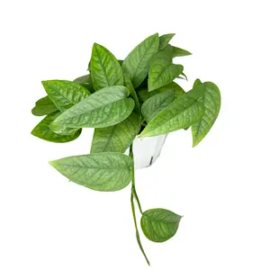 4" Cebu Blue Pothos – Epipremnum Pinnatum Cebu Blue – Live Plant