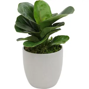 Famous Fiddle Leaf Fig/Ficus Tree Live Plant Decor, Office Desk Plant, Live Indoor House Plants, Decorative Plants, House Plants Indoors Live Plants Indoor Plants Live Houseplants