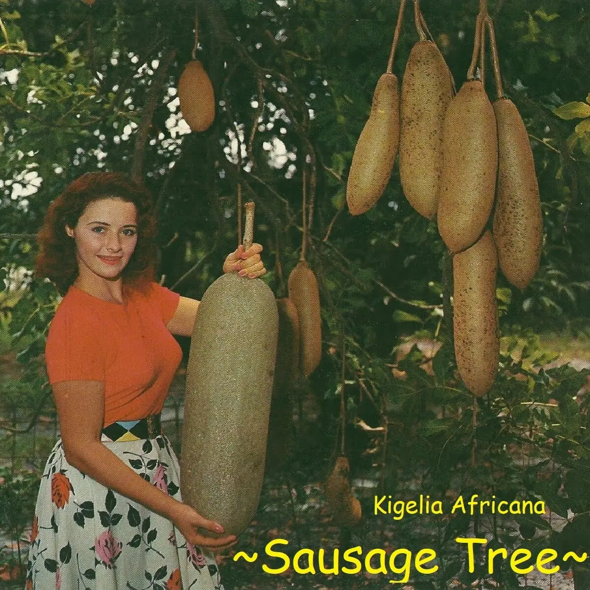 LIVE PLANT 3ft Kigelia pinnata - Sausage Tree - Kigelia africana - Worsboom