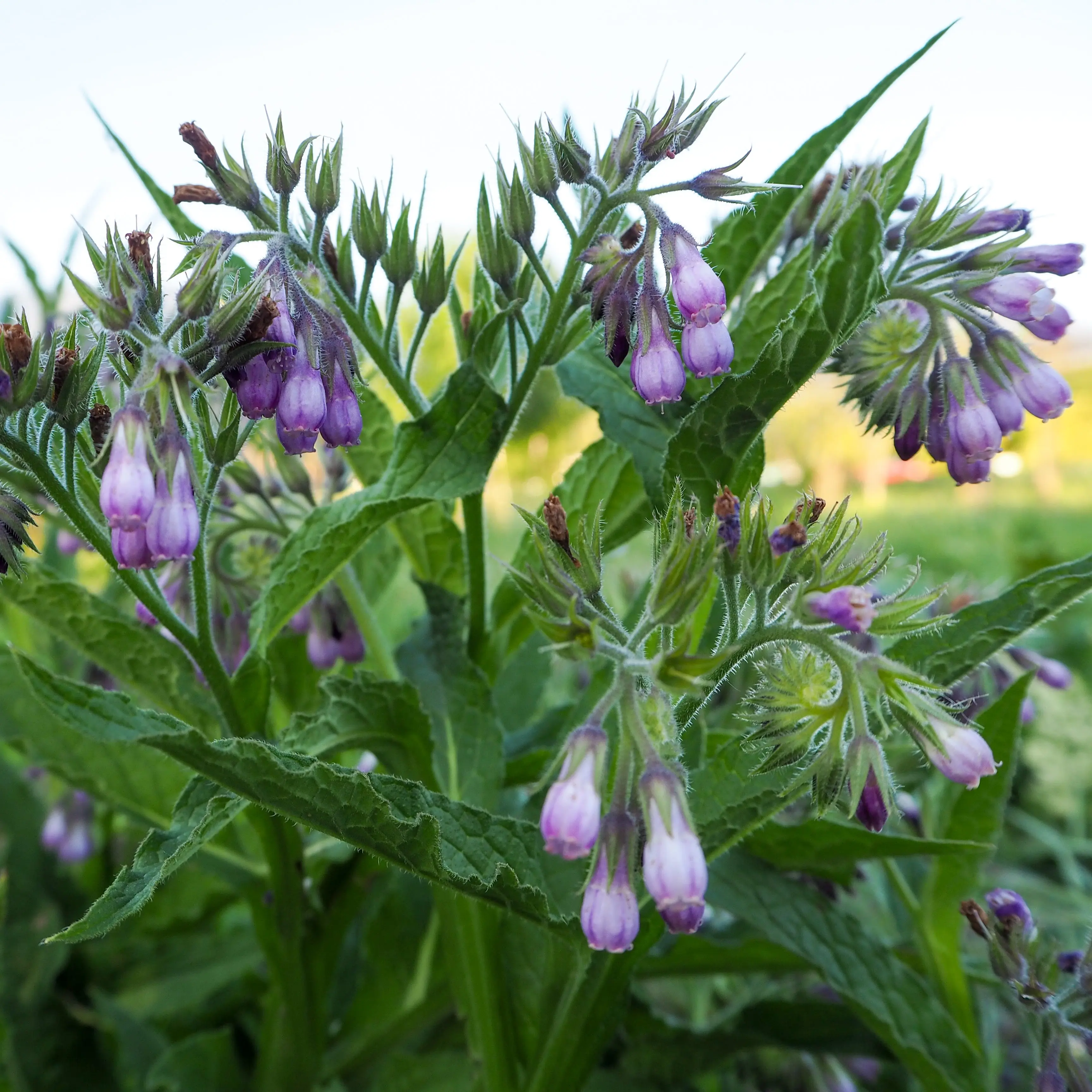 Common True Comfrey Seeds for Planting: Symphytum officinale, Knitbone Purple Flowers, Perennial, Dynamic Accumulator, Certified Organic - 20 Seed Packet
