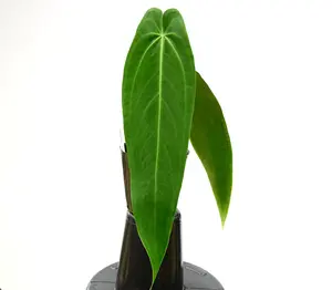 Anthurium warocqueanum 'Esmeralda'  (seedling)