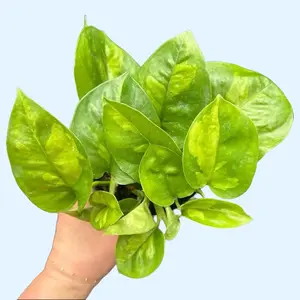 Hidden Gem Pothos - Epipremnum Pinnatum - Houseplant for Home Decor and Indoor Gardening