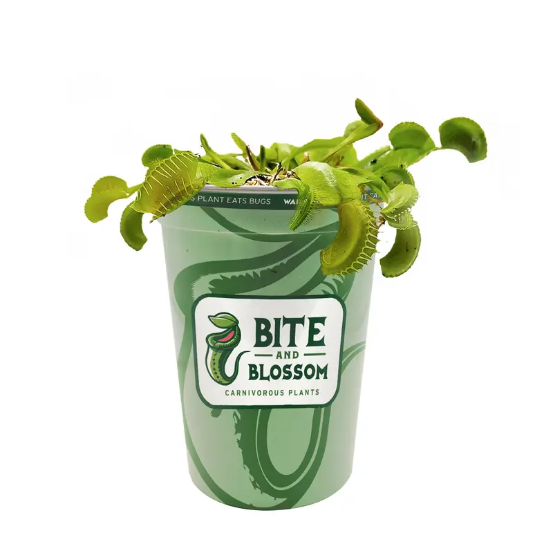 Carnivorous Plant Soil - 1:1 Peat and Perlite Mixture