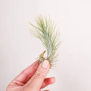 Tillandsia Funckiana Live Plant Easy Maintenance Garden Plant for Beginners Just Soak in Water and Let Dry