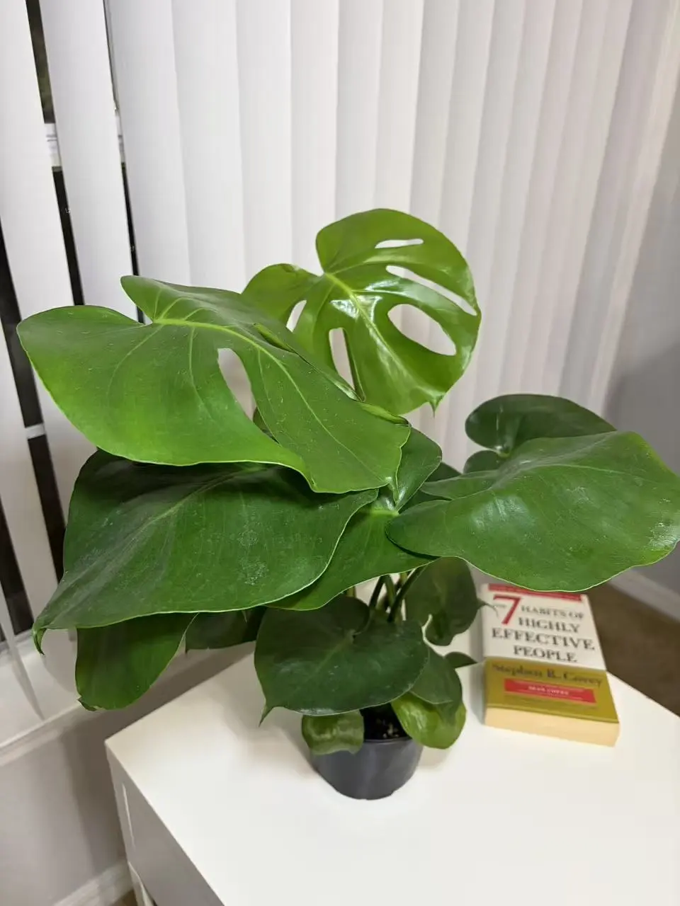 RZ-40    6 Inch Pot Monstera Deliciosa Live Plant, Split-Leaf Tropical Indoor Houseplant for Home Office Decor