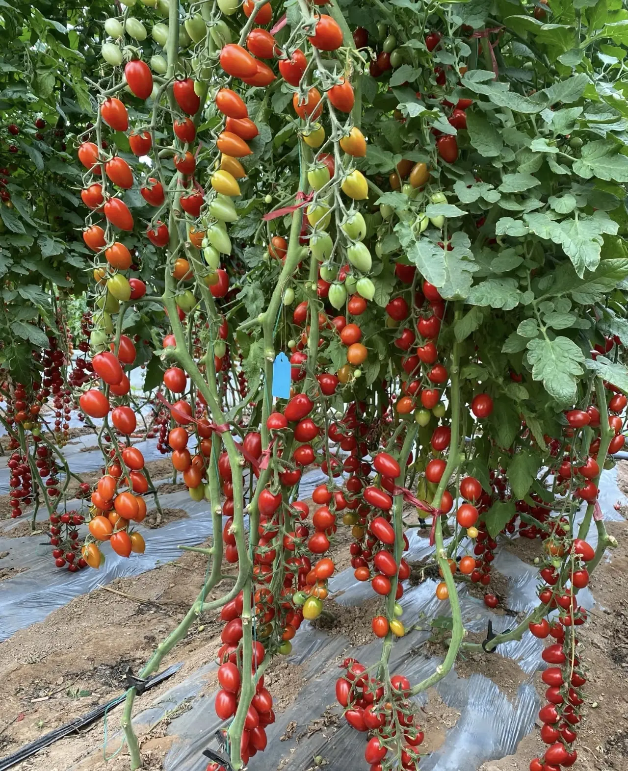 Dwarf Cherry Tomato Seeds, Sweet Juicy Mini Tomato, Easy to Grow for Balcony Pot Home Vegetable Garden