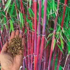 50 Red Bamboo Seeds - Premium Bamboo Seeds for Planting, Natural Privacy Screens & Decor Decoratives, Fast-Growing Indoor & Outdoor Bamboo Plant Seeds, Sustainable, Tropical Garden, Easy to Grow, Fresh Bamboo Seeds for Sale