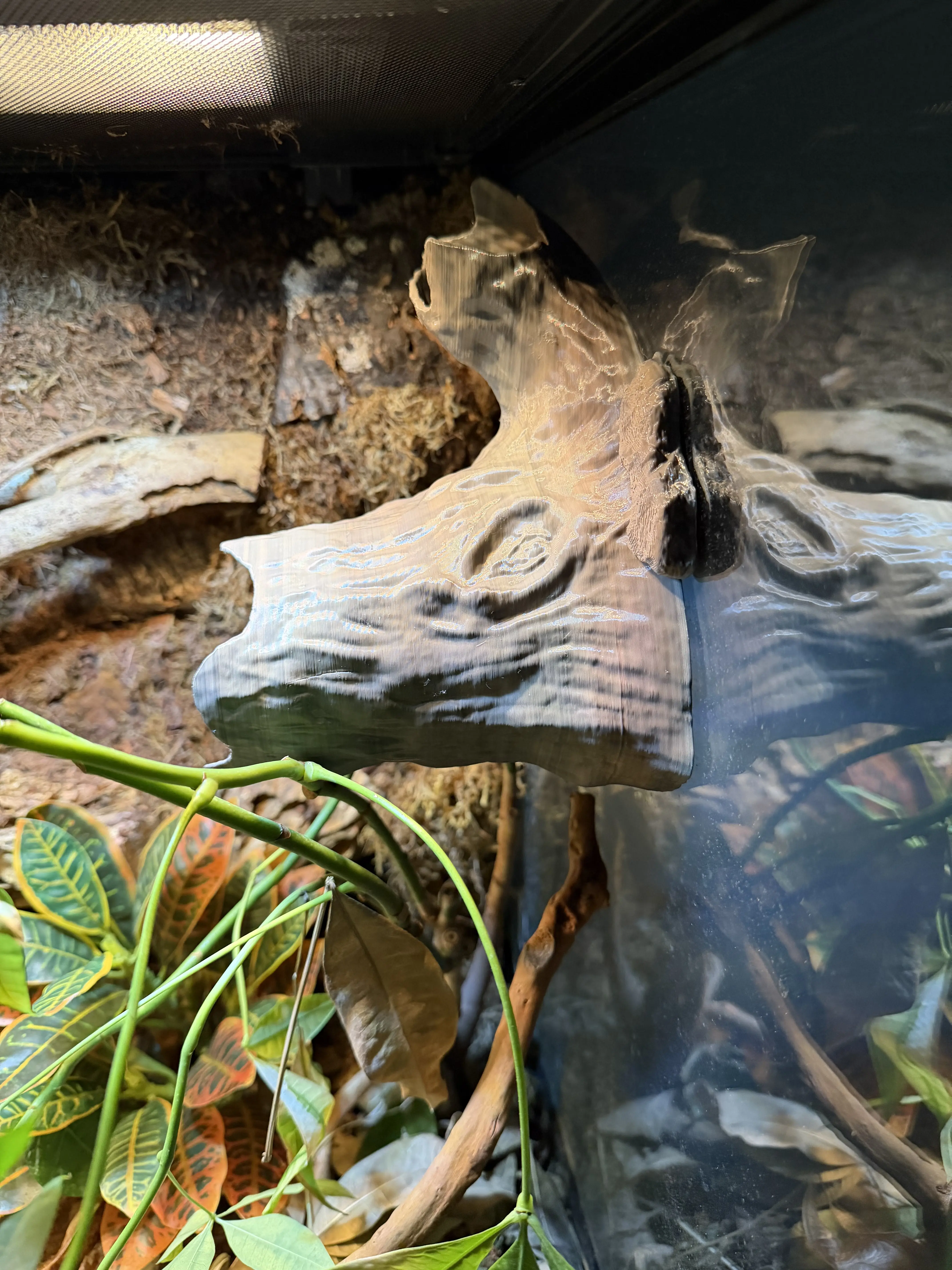 Crestie Cottage - Glass Mounted Terrarium Hide