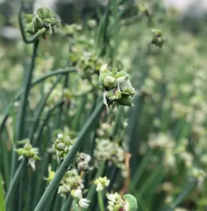 100 Egyptian Walking Onion Seeds-SEEDS NOT BULBS