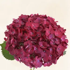 Hydrangeas Dutch Purple Magenta Fresh Grade 6-6.5" Diameter 60-65 cm Stem Full Pack 30 Stems Year-Round Availability Vibrant Blue Color for Wedding Arrangements