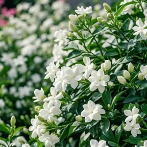80 Pcs Jasmine Flower Seeds | Fragrant & Easy-to-Grow Perennial Blooms | Perfect for Gardens, Balconies & Pots