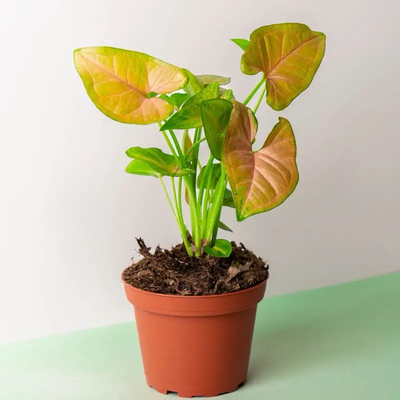 Syngonium Strawberry Cream - 4 Inch