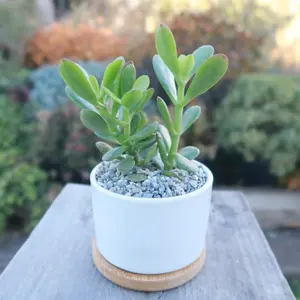 Mini White Ceramic Cactus Planter with Drainage Hole and Bamboo Tray