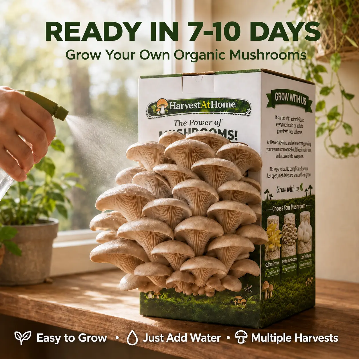 【summer】Organic Oyster Mushroom Grow Kit, 3.5 lb – Easy Indoor Growing Kit for Fresh Gourmet Mushrooms, Visible Growth in 1–7 Days, No Soil or Direct Sunlight Needed, Multiple Harvest Potential, Made in USA